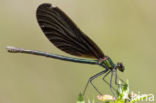 Bosbeekjuffer (Calopteryx virgo) 