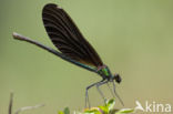 Bosbeekjuffer (Calopteryx virgo) 