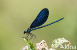 Bosbeekjuffer (Calopteryx virgo) 