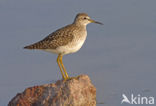 Wood Sandpiper (Tringa glareola)