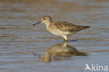 Wood Sandpiper (Tringa glareola)