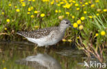 Wood Sandpiper (Tringa glareola)