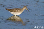 Wood Sandpiper (Tringa glareola)