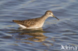 Wood Sandpiper (Tringa glareola)