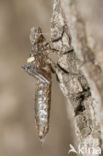 Boyeria cretensis (rode lijst  IUCN