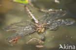 Boyeria cretensis (rode lijst  IUCN