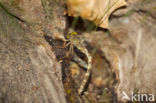 Boyeria cretensis (IUCN red list