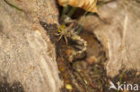 Boyeria cretensis (IUCN red list