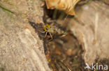 Boyeria cretensis (IUCN red list