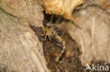 Boyeria cretensis (IUCN red list