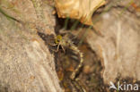 Boyeria cretensis (IUCN red list