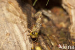 Boyeria cretensis (rode lijst  IUCN