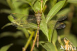 Boyeria cretensis (rode lijst  IUCN