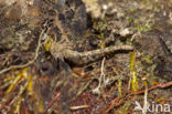 Boyeria cretensis (IUCN red list