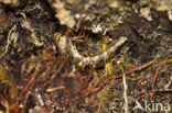 Boyeria cretensis (IUCN red list