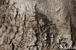 Boyeria cretensis (rode lijst  IUCN