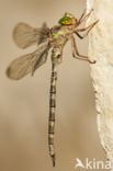 Boyeria cretensis (rode lijst  IUCN