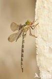 Boyeria cretensis (rode lijst  IUCN