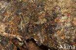 Boyeria cretensis (rode lijst  IUCN