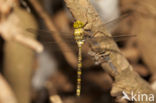 Boyeria cretensis (rode lijst  IUCN