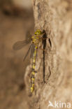 Boyeria cretensis (rode lijst  IUCN