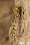 Boyeria cretensis (rode lijst  IUCN