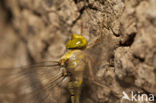 Boyeria cretensis (rode lijst  IUCN