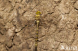 Boyeria cretensis (IUCN red list