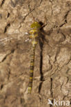 Boyeria cretensis (rode lijst  IUCN