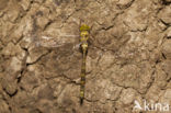 Boyeria cretensis (IUCN red list