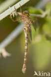 Boyeria cretensis (IUCN red list