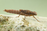 Boyeria cretensis (IUCN red list