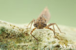 Boyeria cretensis (IUCN red list