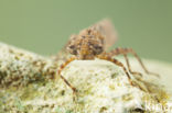 Boyeria cretensis (rode lijst  IUCN