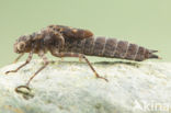 Boyeria cretensis (IUCN red list