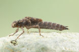 Boyeria cretensis (rode lijst  IUCN