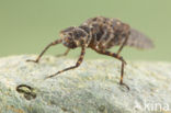 Boyeria cretensis (rode lijst  IUCN