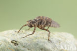 Boyeria cretensis (IUCN red list