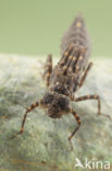 Boyeria cretensis (IUCN red list