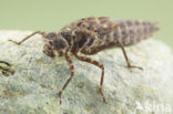 Boyeria cretensis (IUCN red list