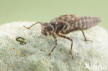 Boyeria cretensis (IUCN red list