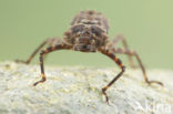 Boyeria cretensis (IUCN red list