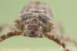 Boyeria cretensis (IUCN red list