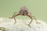 Boyeria cretensis (IUCN red list