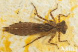 Boyeria cretensis (rode lijst  IUCN