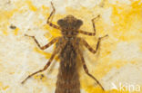 Boyeria cretensis (rode lijst  IUCN