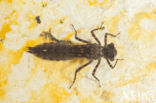 Boyeria cretensis (rode lijst  IUCN