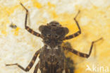 Boyeria cretensis (rode lijst  IUCN