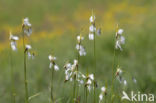 Broad-leaved Cottongrass (Eriophorum latifolium)