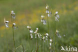 Broad-leaved Cottongrass (Eriophorum latifolium)